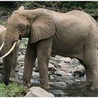 Elefanten im Lake Manyara National Park (Tanzania)