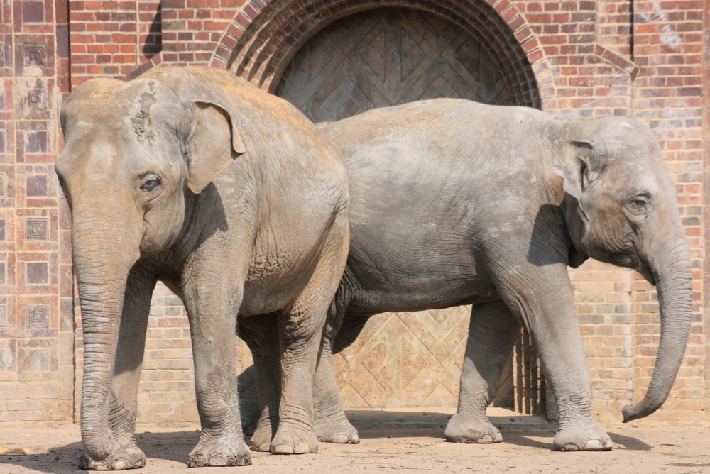 Elefanten im Leipziger Zoo