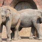 Elefanten im Leipziger Zoo