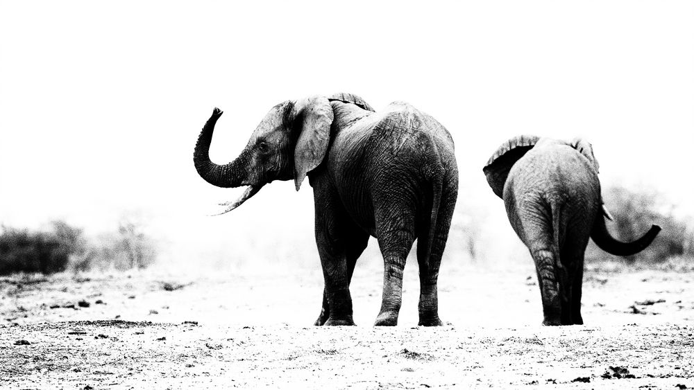 Elefanten im Lower Zambezi NP