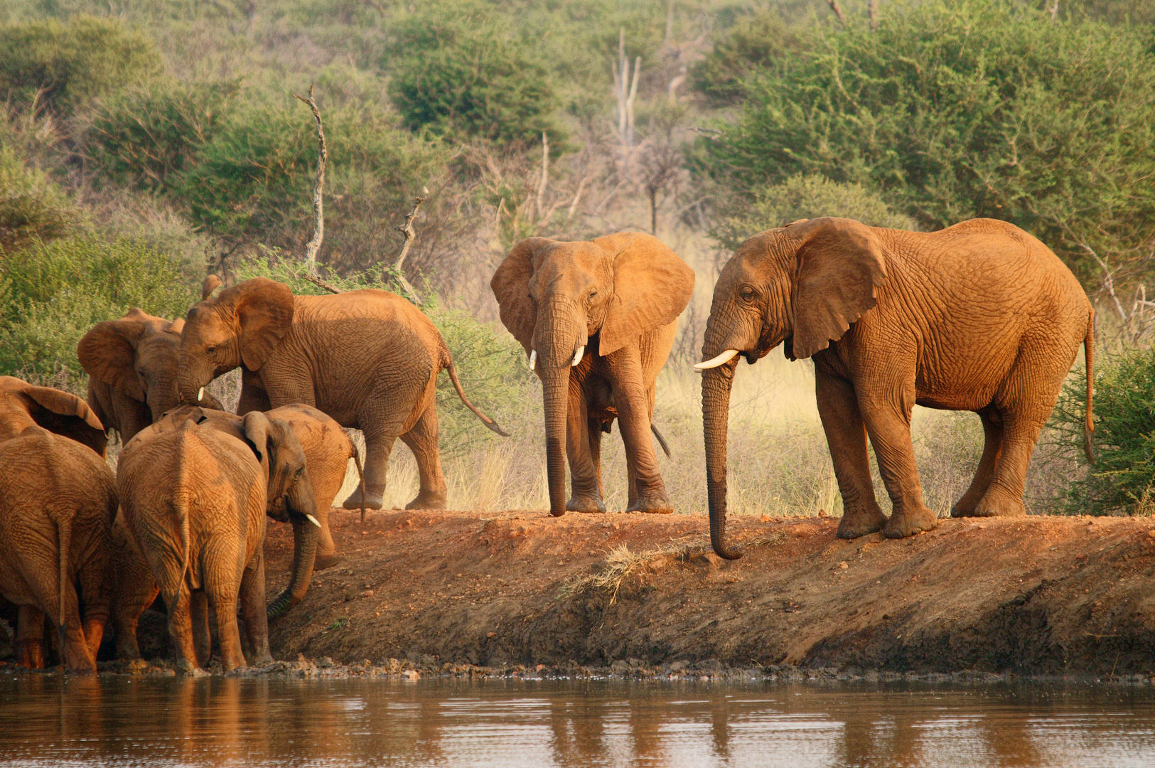 Elefanten im Madikwepark ZA
