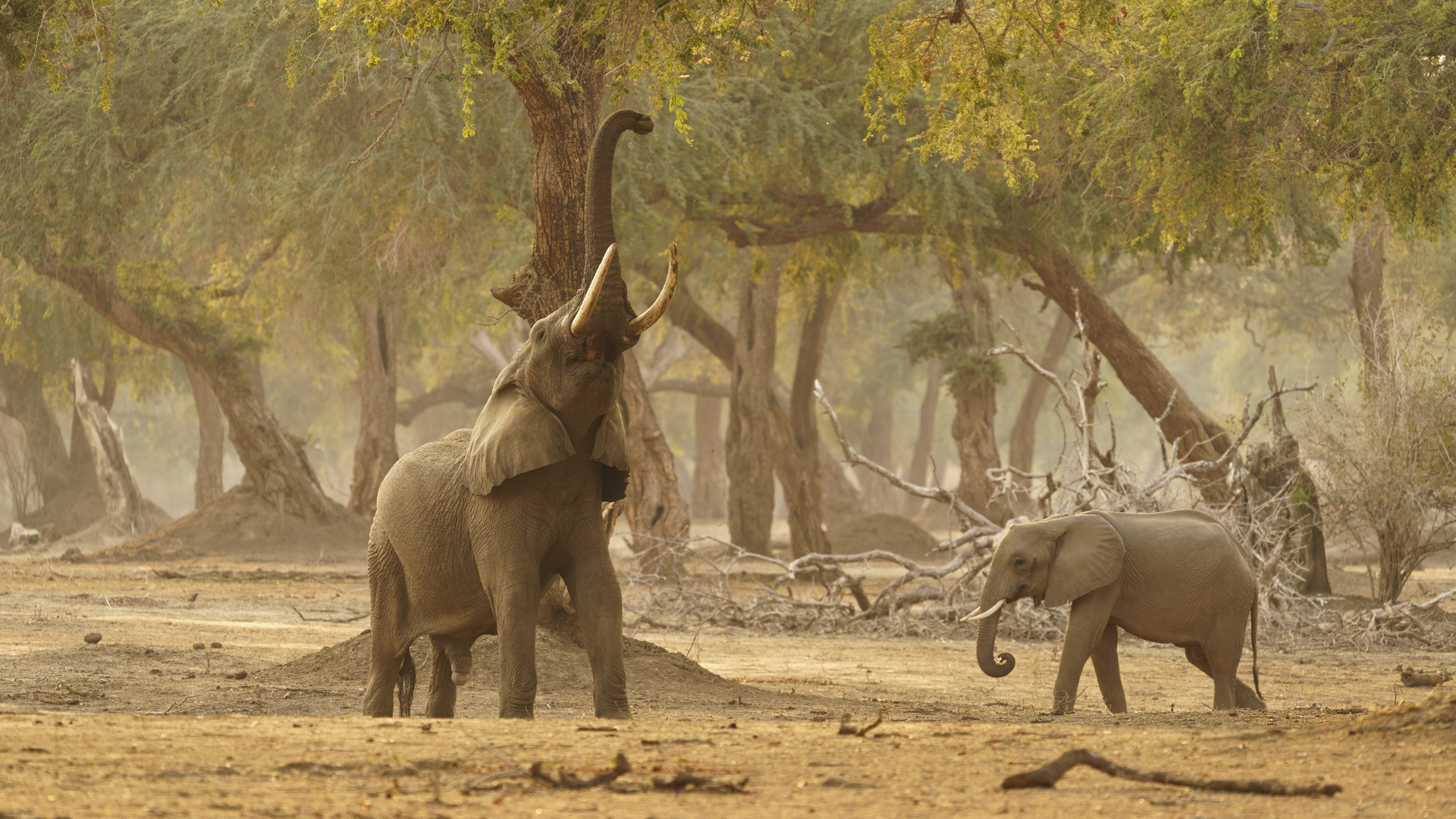 Elefanten im Mana Pools NP 01, 21.09.2019