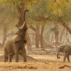 Elefanten im Mana Pools NP 01, 21.09.2019