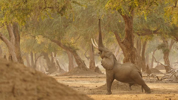 Elefanten im Mana Pools NP 02, 21.09.2019