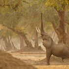 Elefanten im Mana Pools NP 02, 21.09.2019