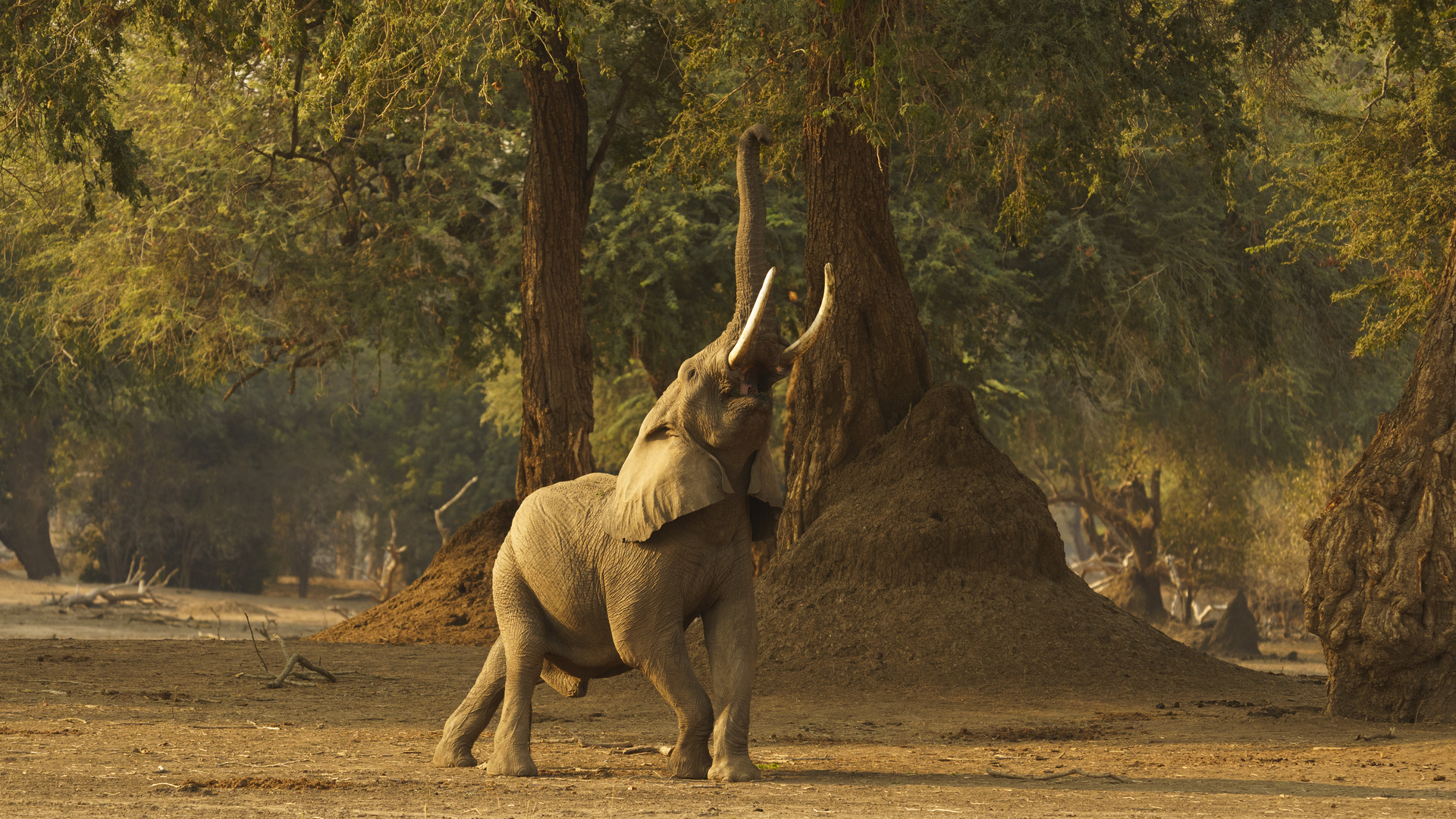 Elefanten im Mana Pools NP 03, 21.09.2019