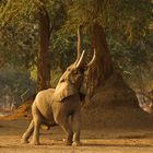 Elefanten im Mana Pools NP 03, 21.09.2019