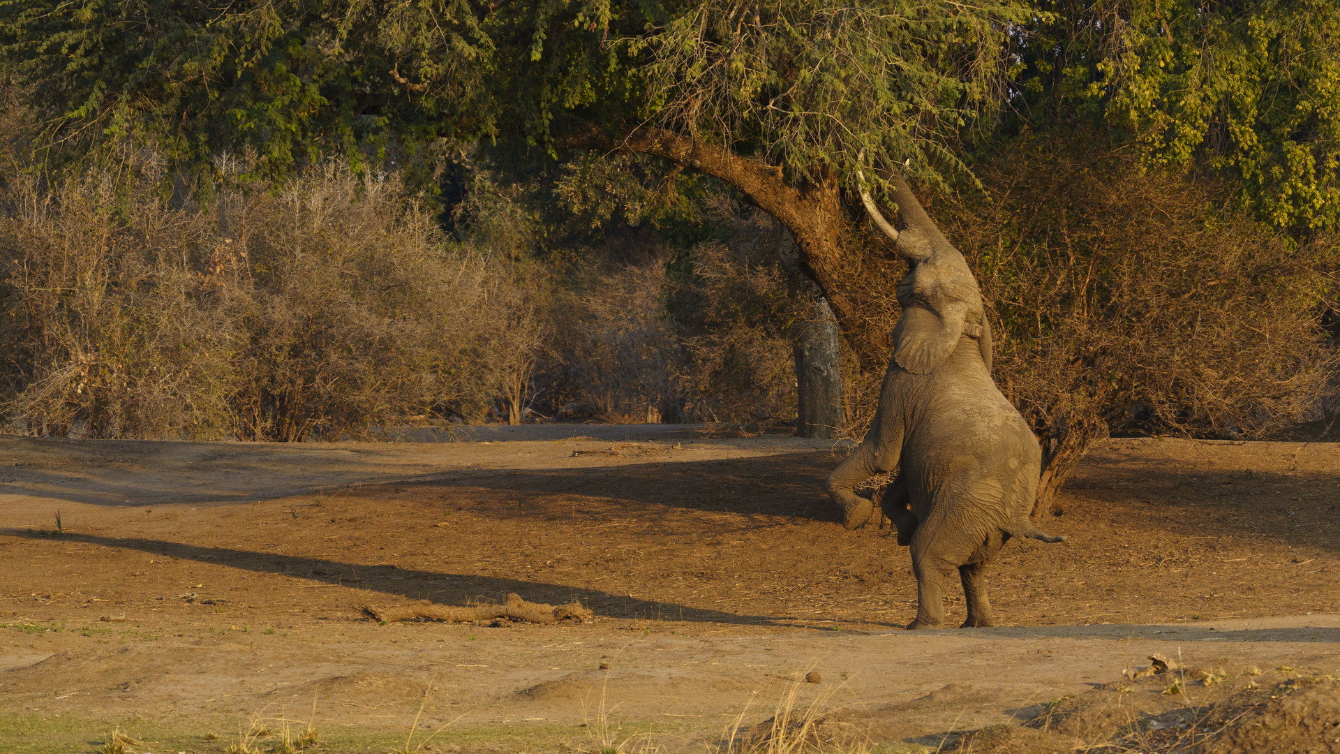 Elefanten im Mana Pools NP 04, 21.09.2019