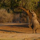 Elefanten im Mana Pools NP 04, 21.09.2019