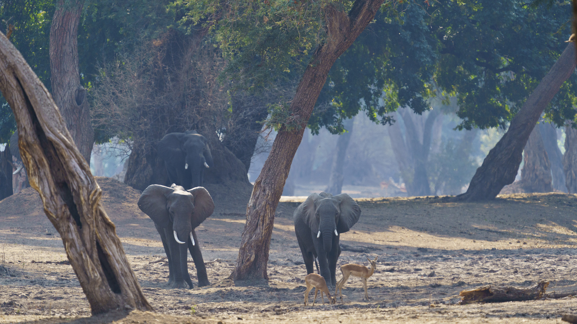 Elefanten im Mana Pools NP 06, 21.09.2019