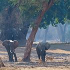 Elefanten im Mana Pools NP 06, 21.09.2019