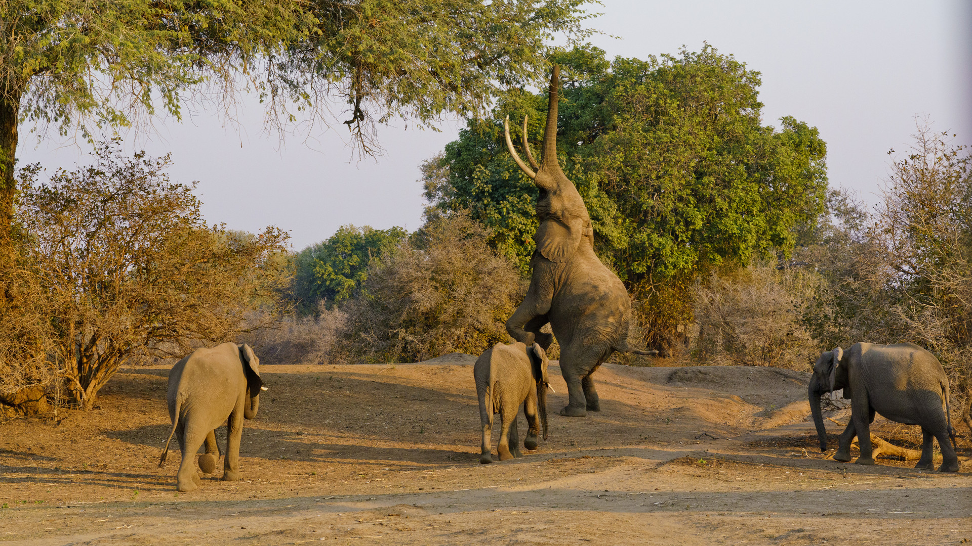 Elefanten im Mana Pools NP, 21.09.2019,