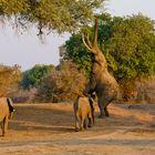 Elefanten im Mana Pools NP, 21.09.2019,