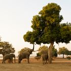 Elefanten im Mana Pools NP, Zimbabwe, 21.09.2019