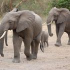 Elefanten im Manyara-Nationalpark in Tansania