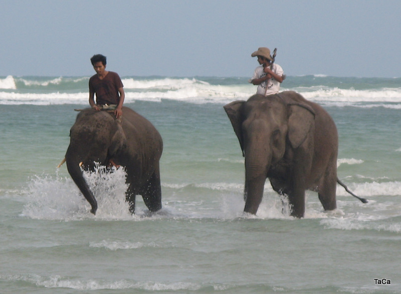 Elefanten im Meer