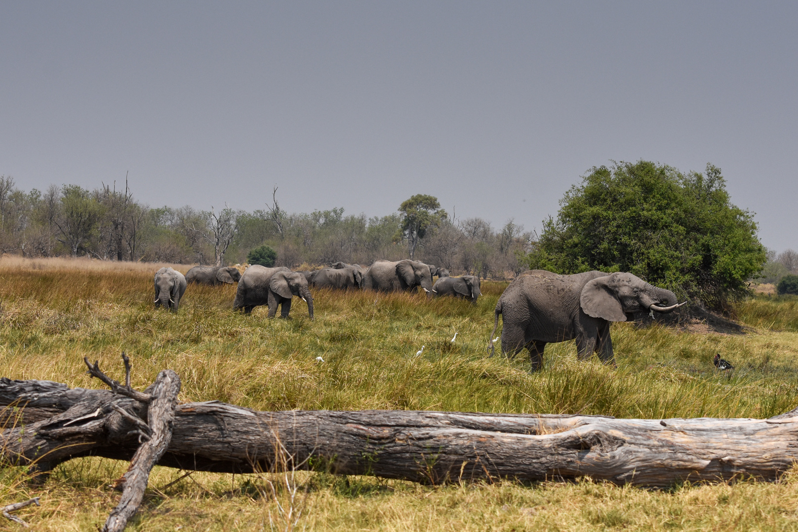 Elefanten im Moremi Game Reserve