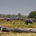 Elefanten im Moremi Game Reserve