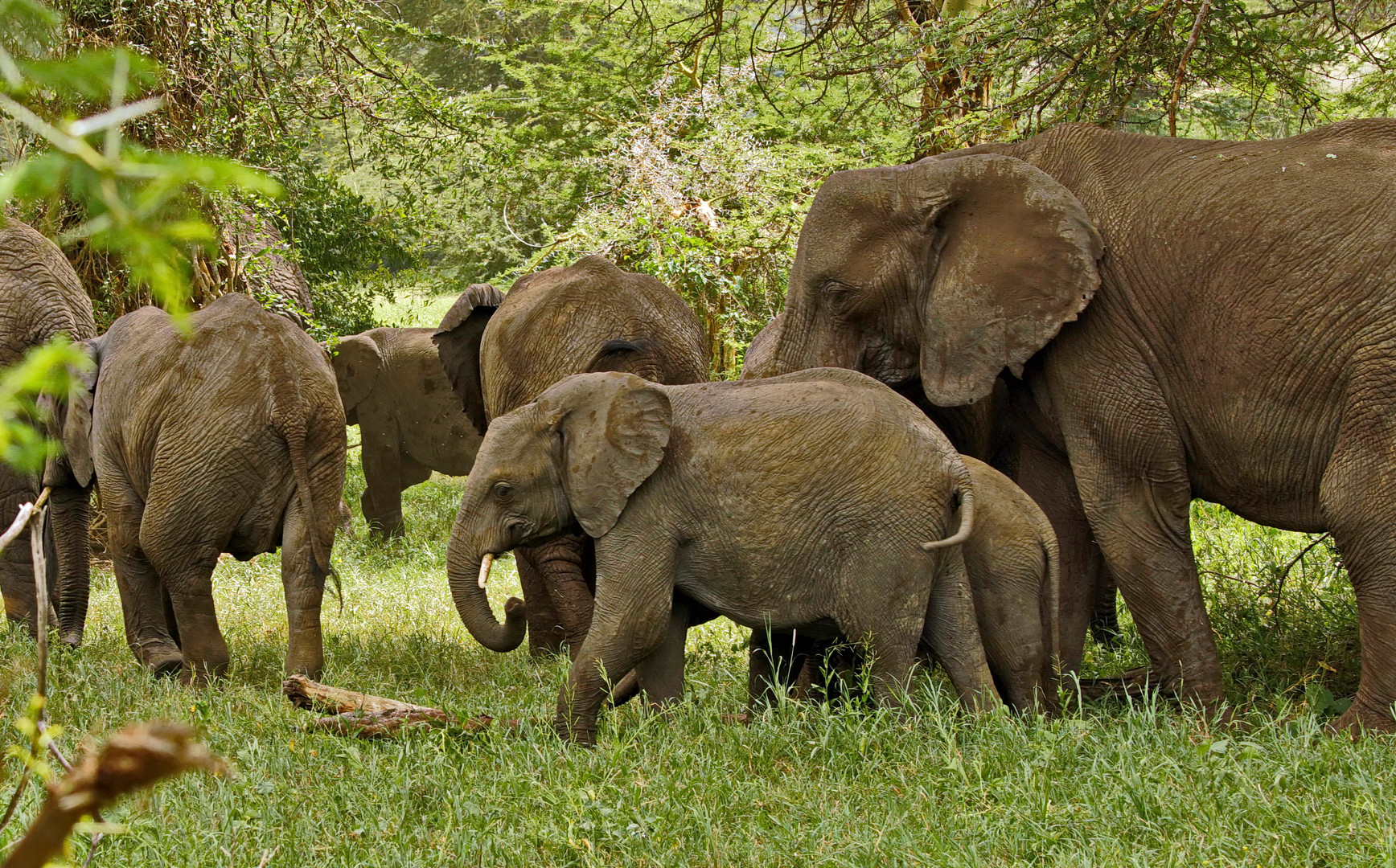 Elefanten im Ngorongoro