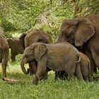 Elefanten im Ngorongoro