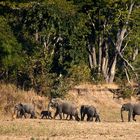 Elefanten im North Luangwa NP / Sambia / 16.06.2013