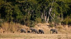 Elefanten im North Luangwa NP / Sambia / 16.06.2013