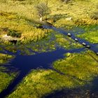 Elefanten im Okavango Delta