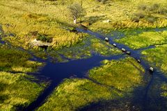 Elefanten im Okavango Delta