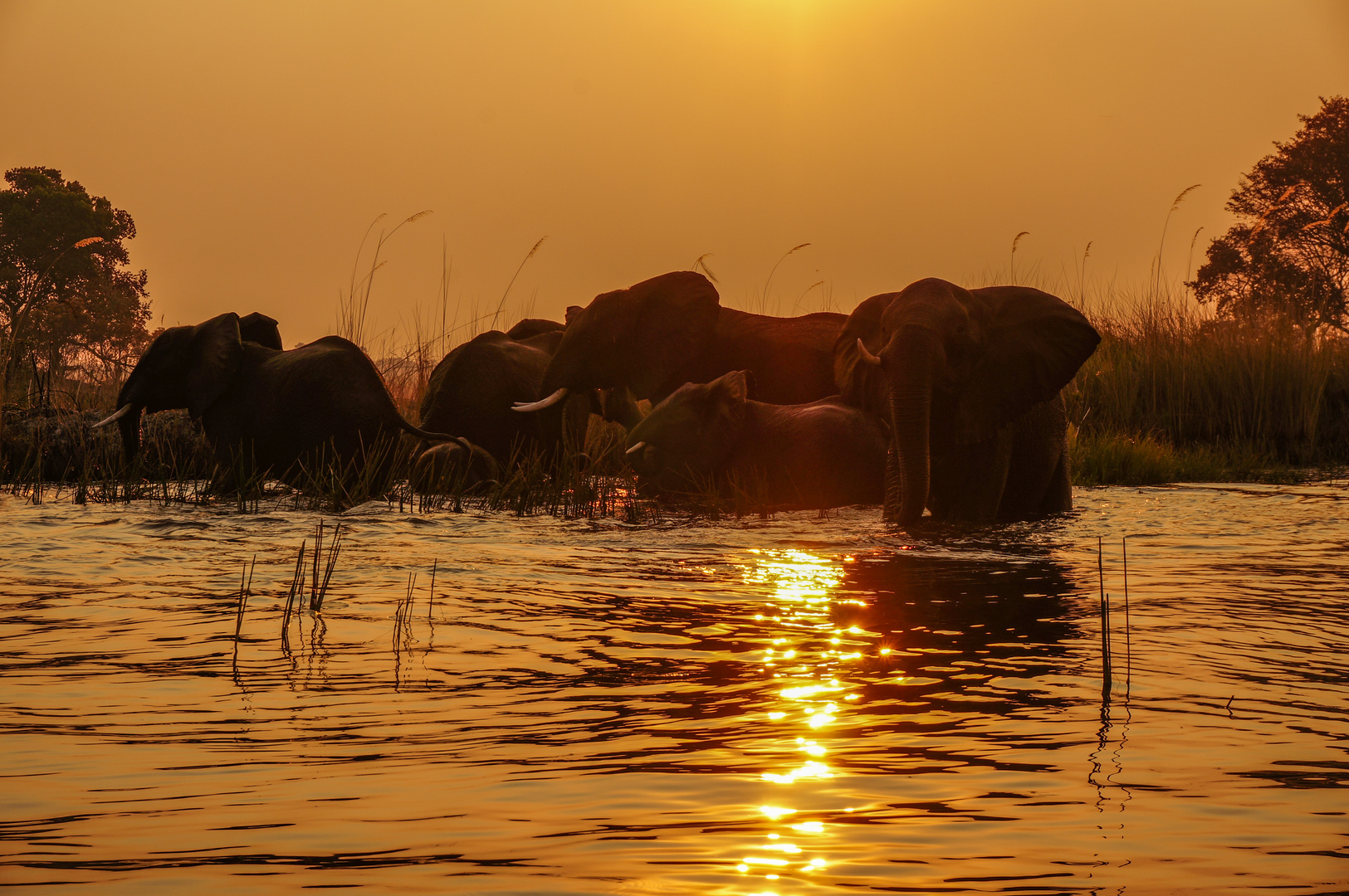 Elefanten im Okavango Delta