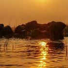 Elefanten im Okavango Delta