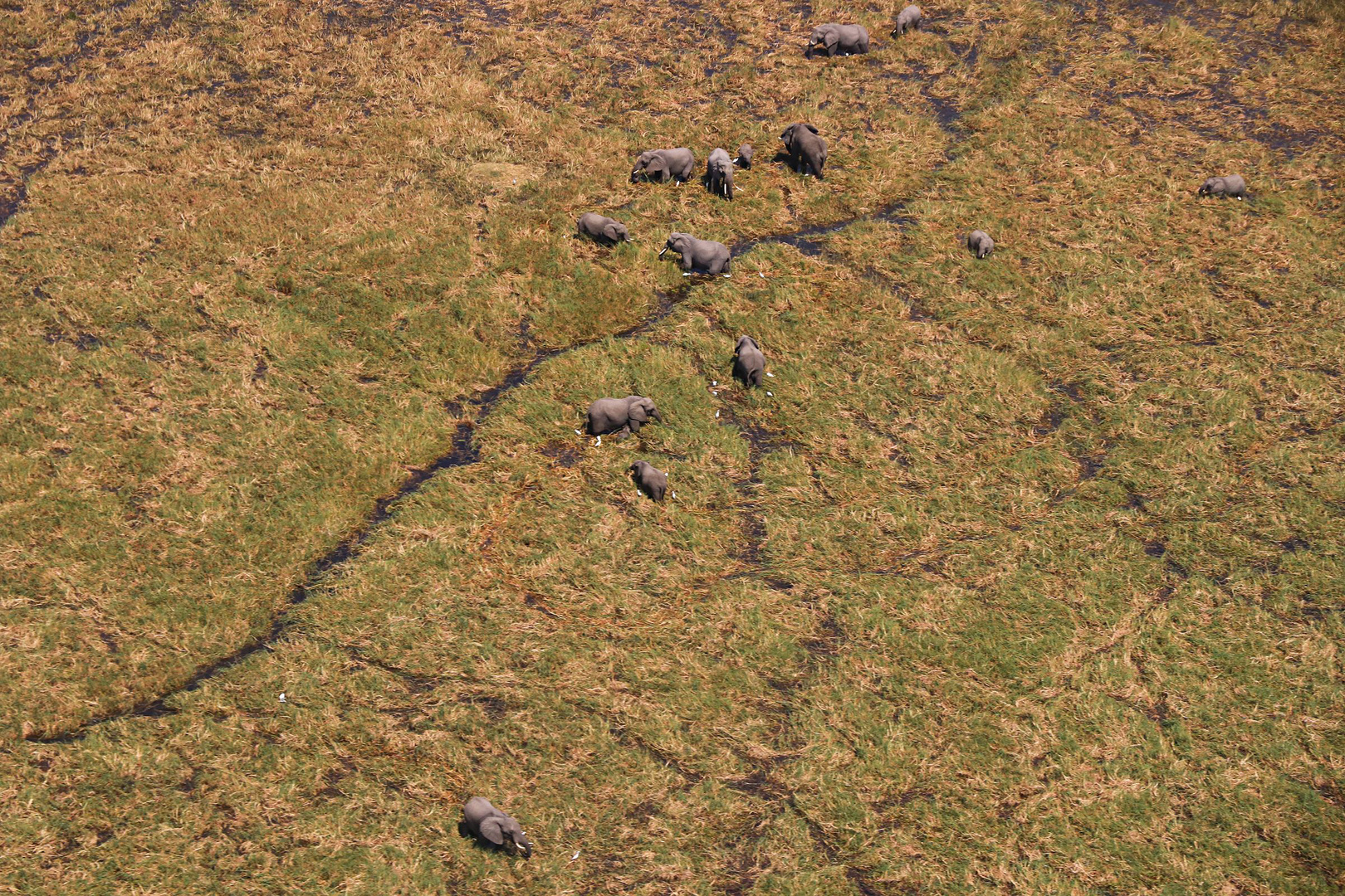 Elefanten im Okavango Delta