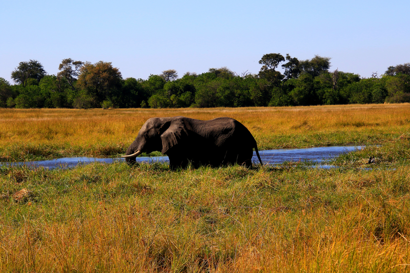 Elefanten im Okavangodelta