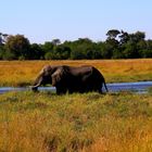 Elefanten im Okavangodelta