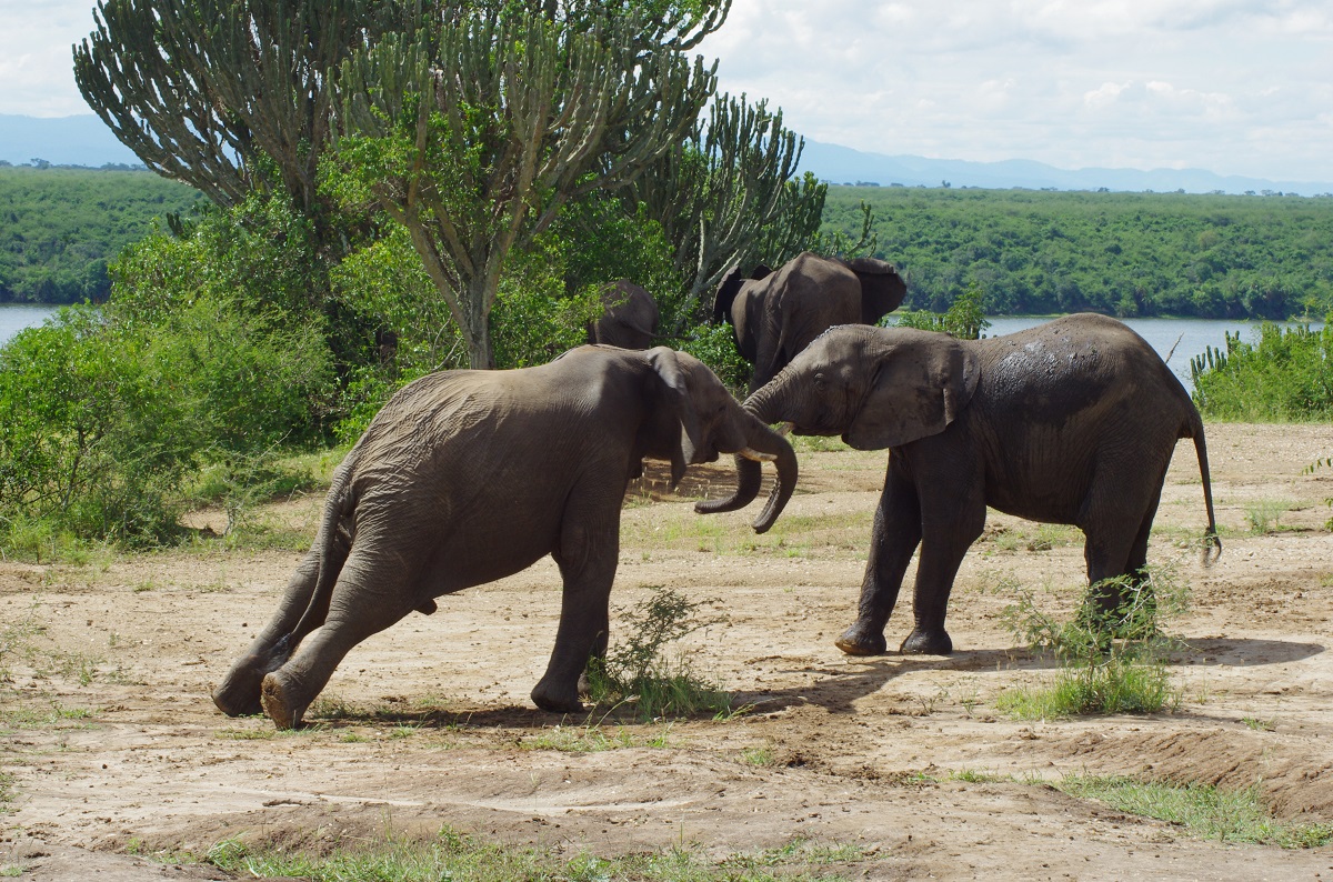 elefanten safari uganda