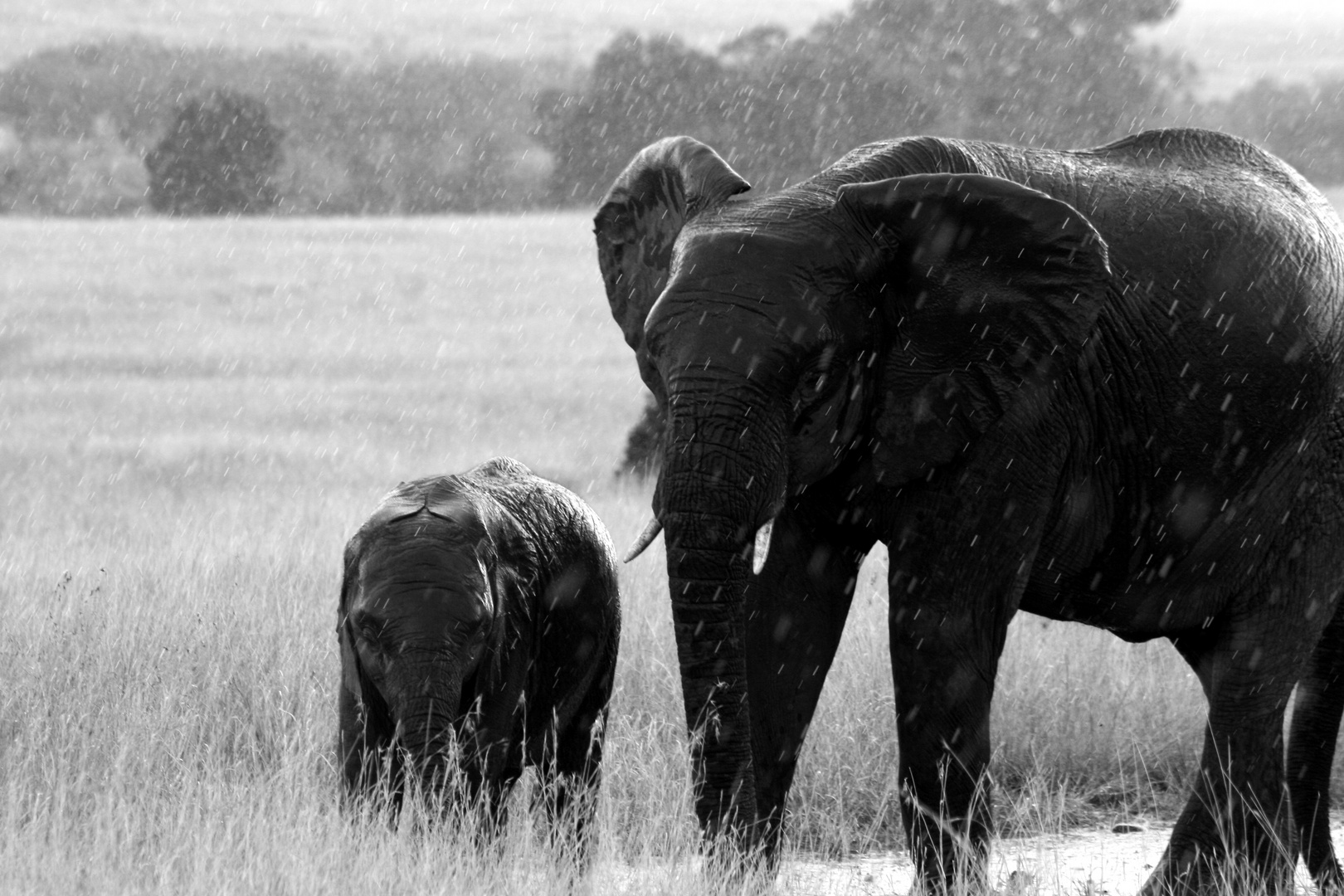 elefanten im regen