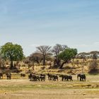 Elefanten im Ruaha NP, Tansania, 2016.10.11