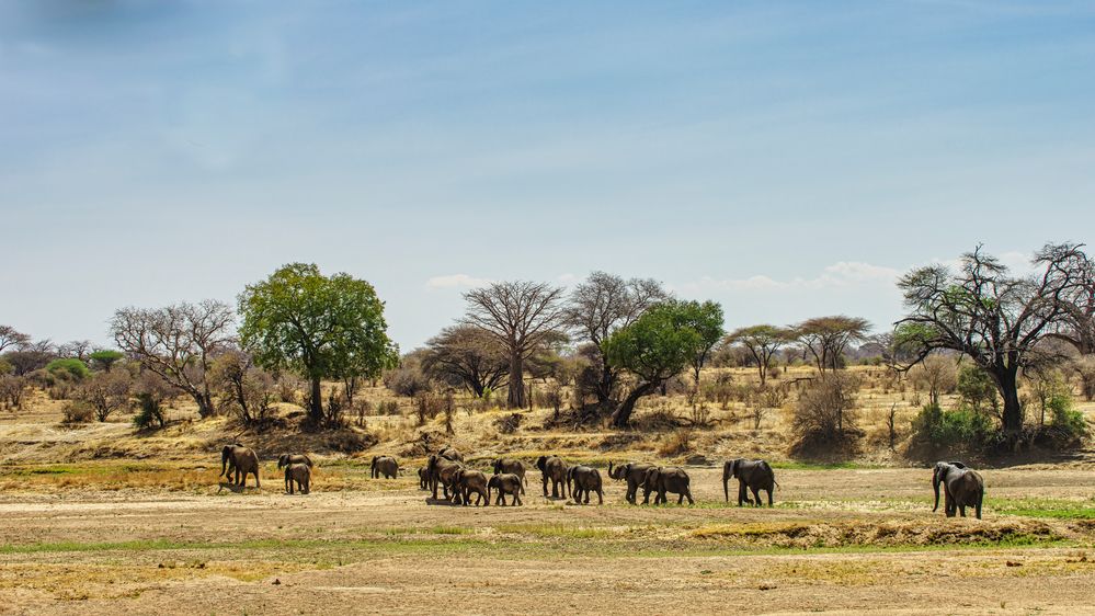 Elefanten im Ruaha NP, Tansania, 2016.10.11