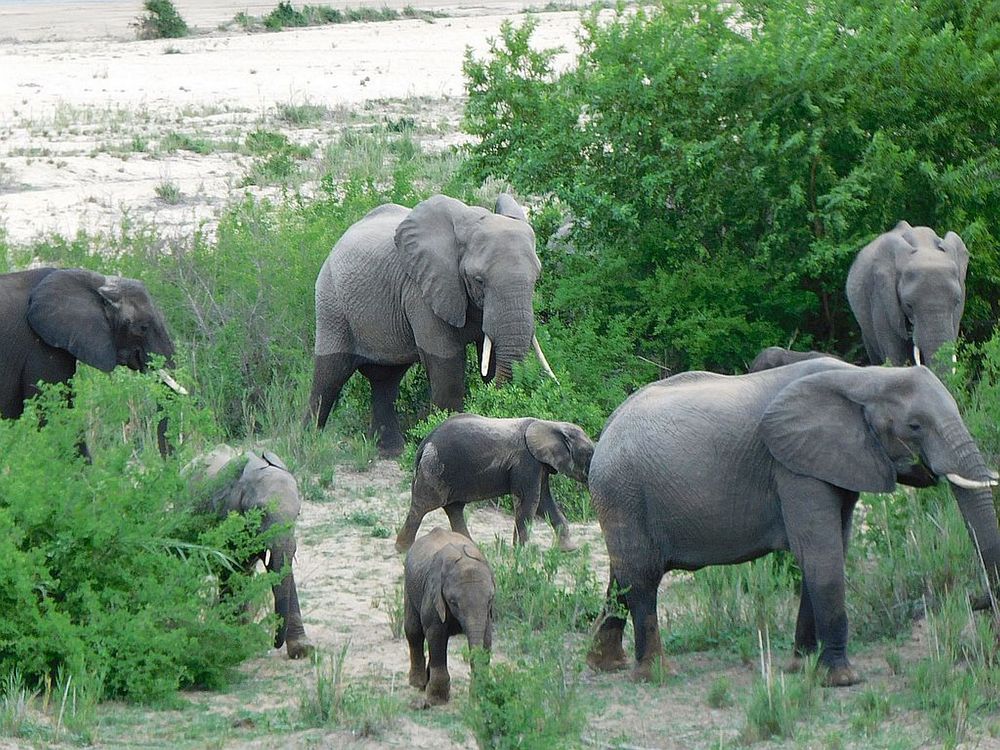 Elefanten im Sabie River 1.