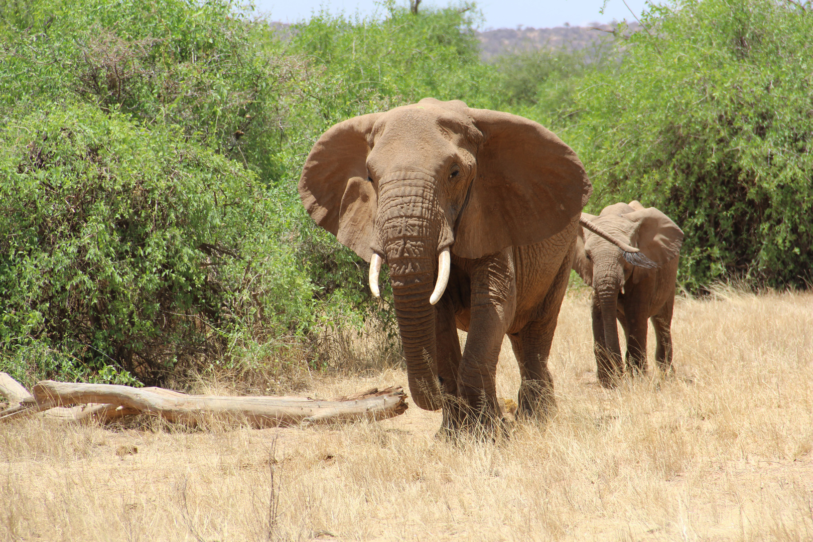 Elefanten im Samburu Nationalpark