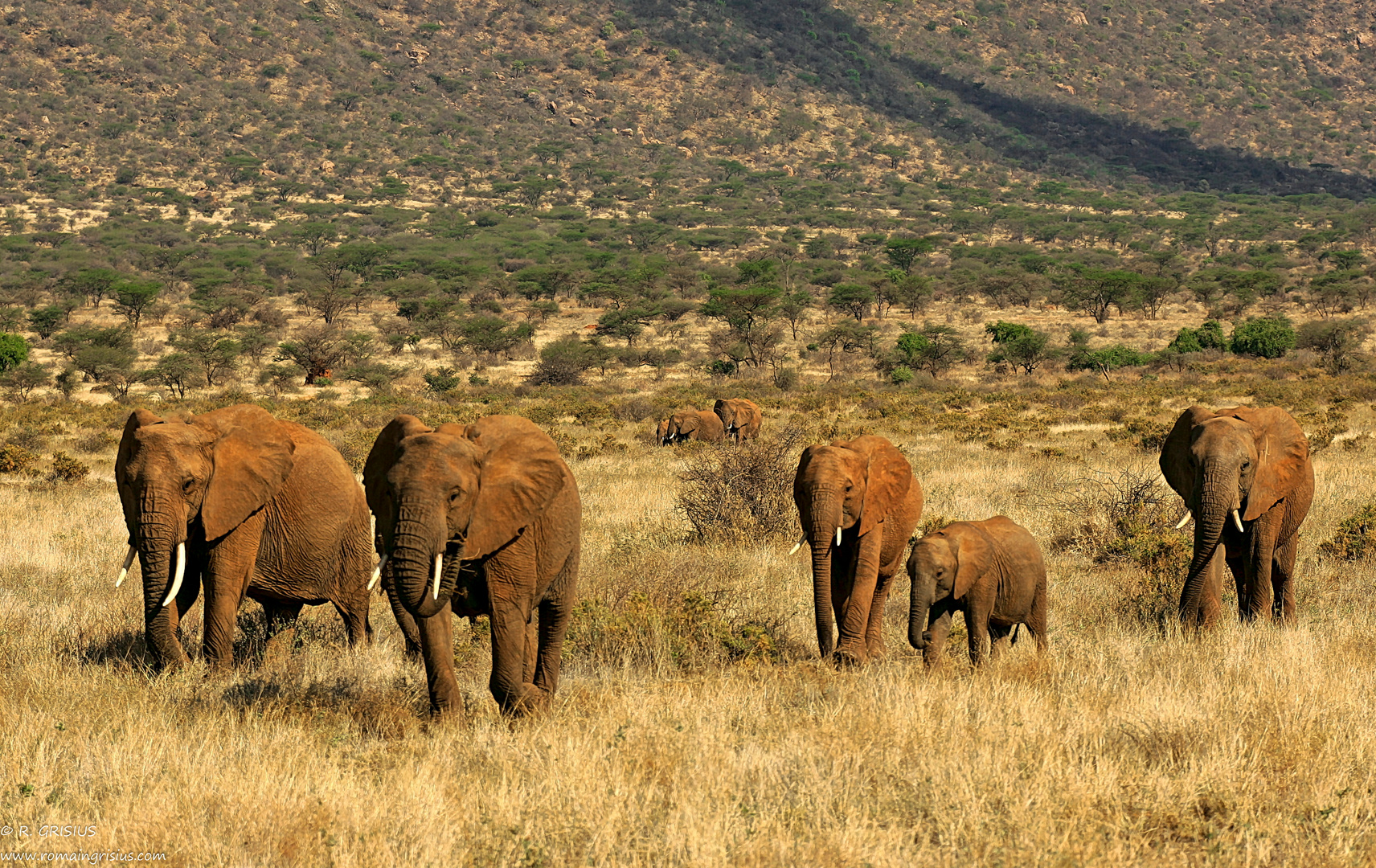 Elefanten im Samburu N.P.