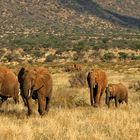 Elefanten im Samburu N.P.