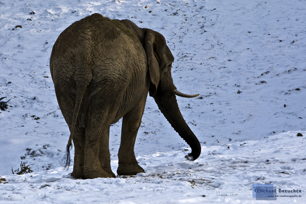 Elefanten im Schnee