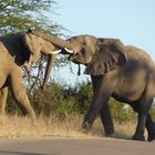 Elefanten im Streit