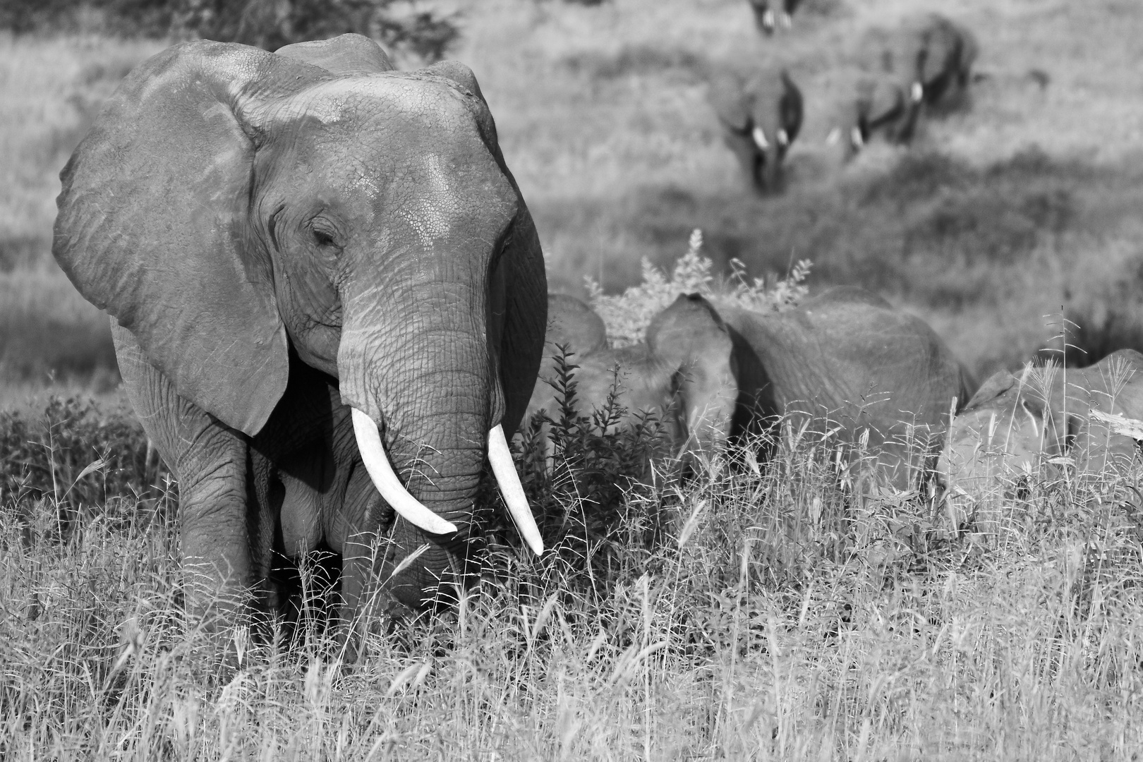 Elefanten im Tarangire