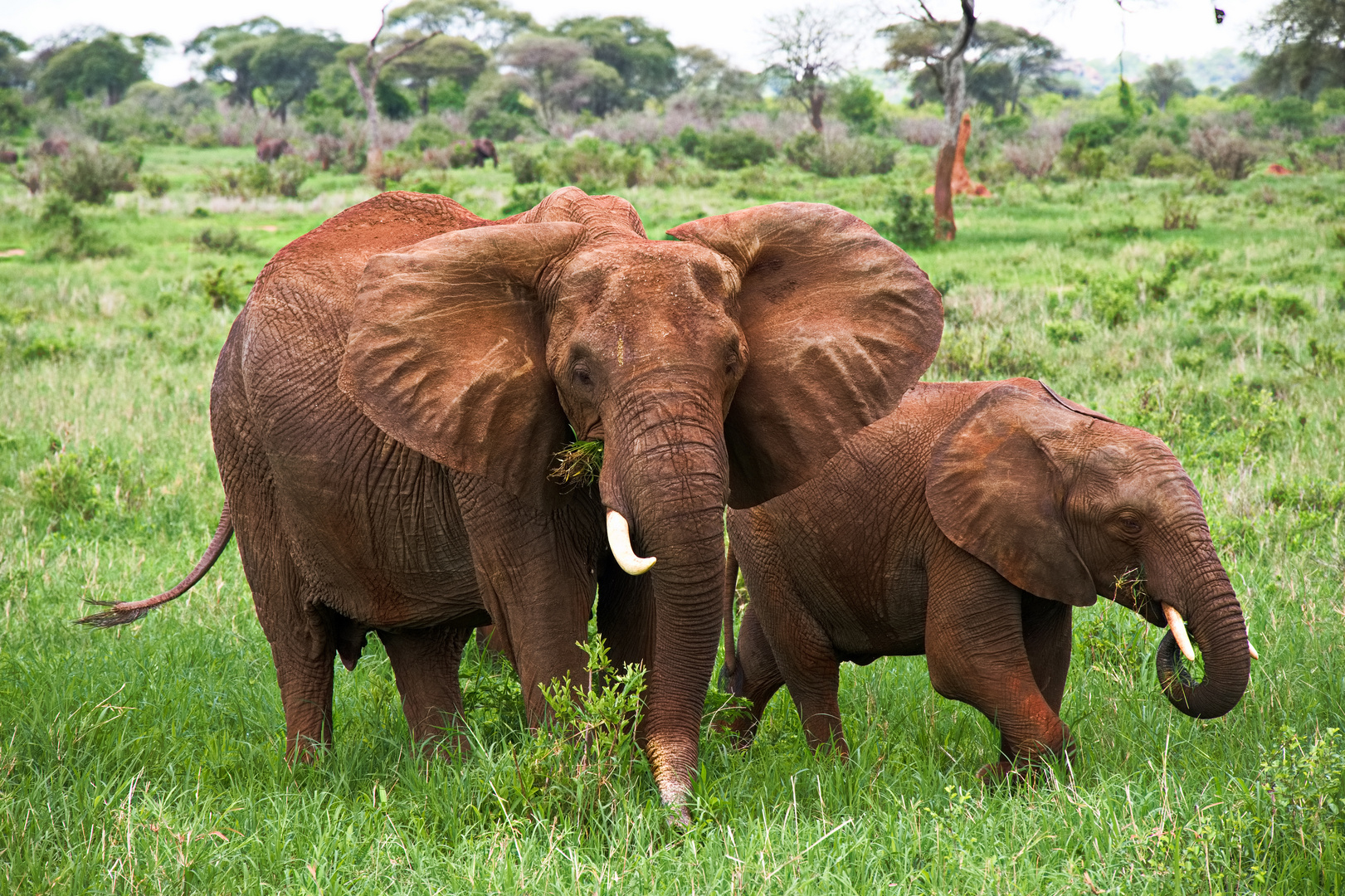 Elefanten im Tarangire-Nationalpark