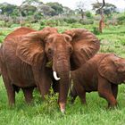 Elefanten im Tarangire-Nationalpark