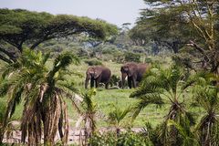 Elefanten im Tarangire-Nationalpark, Tansania