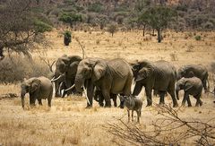Elefanten im Tarangire NP.