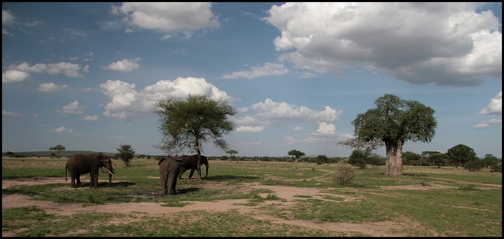 Elefanten im Tarangire NP