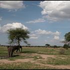 Elefanten im Tarangire NP